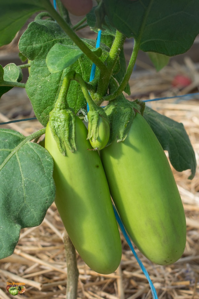 aubergine verte thaï 1kg
