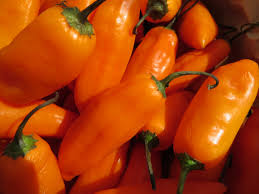 [MO-TOPIMAMAFRA1KG] piment aji amarillo frais 1kg 