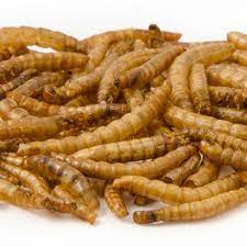 [DP-RTVERFARSECBIO1KG] vers de farine séchés bio 1kg